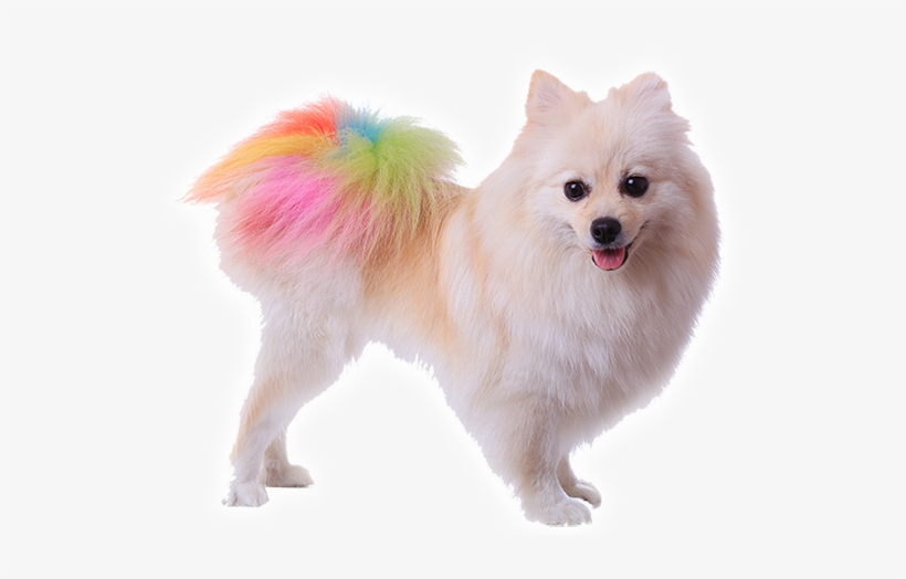 Colorful Pomeranian, transparent png download