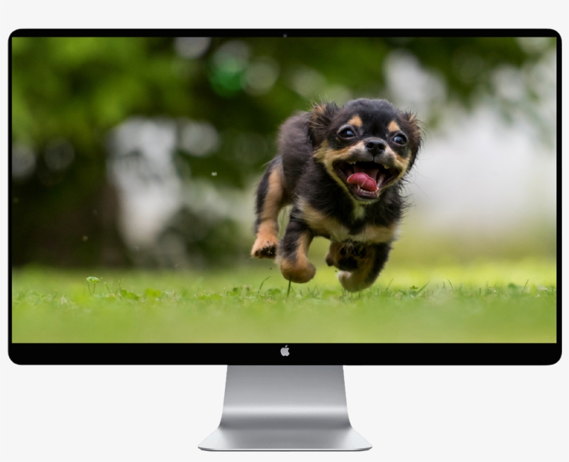 Dünyanın En Sadık Köpekleri, transparent png download