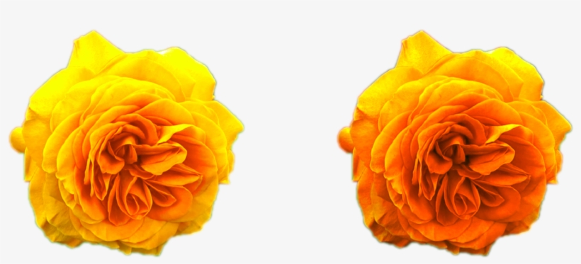 Yellow Roses Golden Png Png Nature Flowers Free Download - Garden Roses, transparent png download