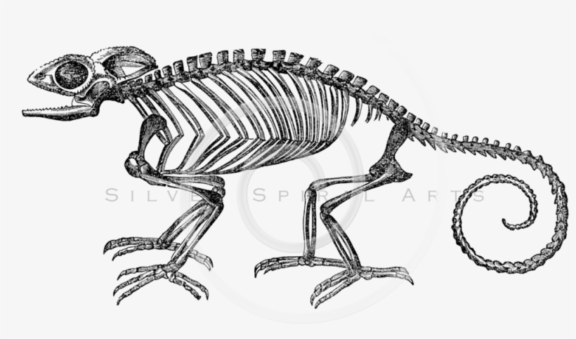 Skeletons Png, transparent png download