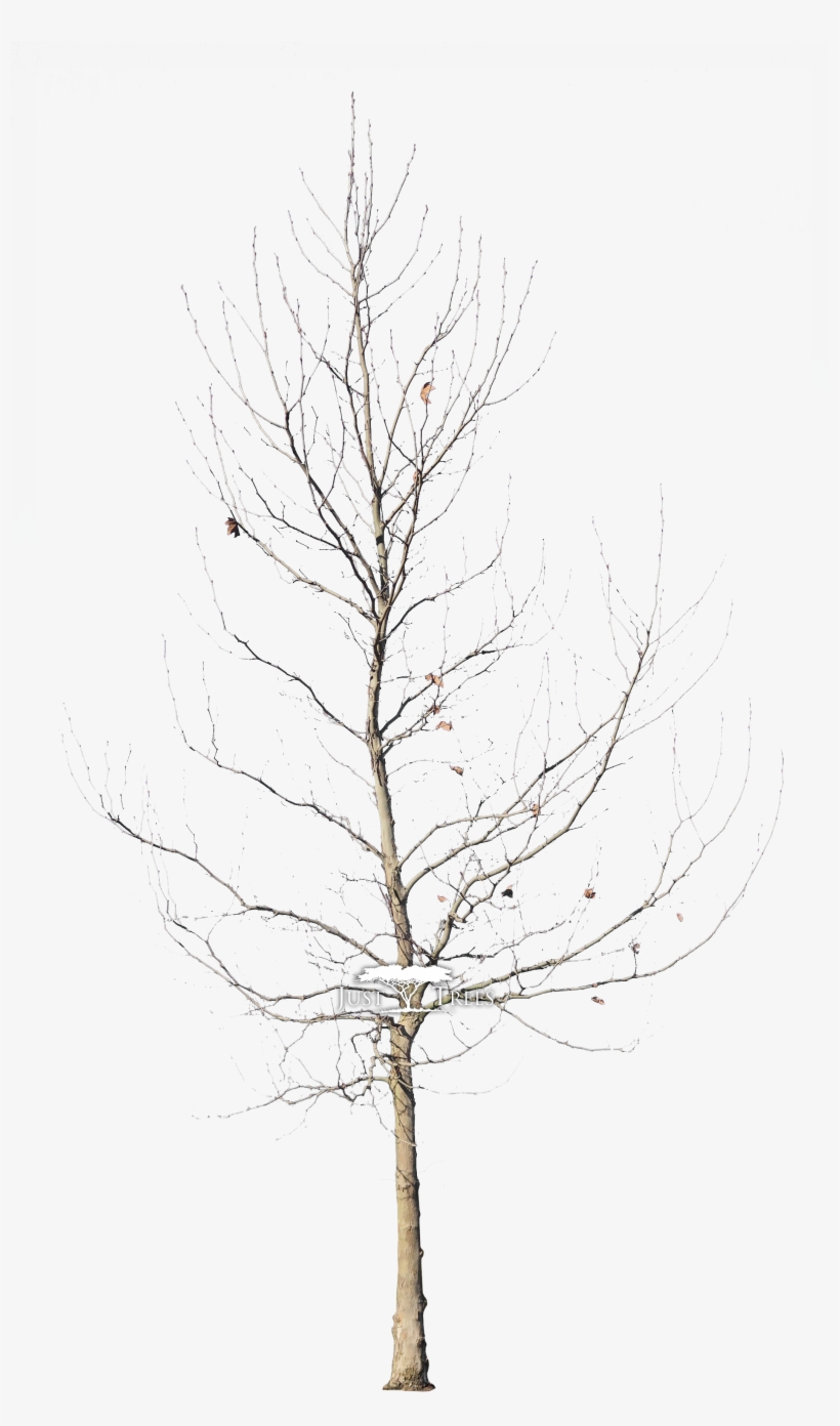 Platanus Acerifolius - London Plane Tree Winter, transparent png download