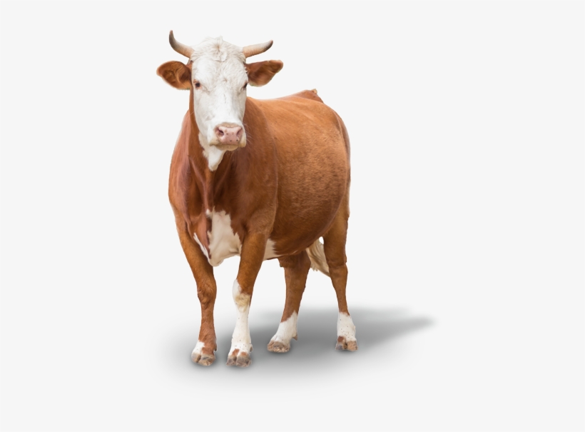 Cow Png Images - Cow, transparent png download