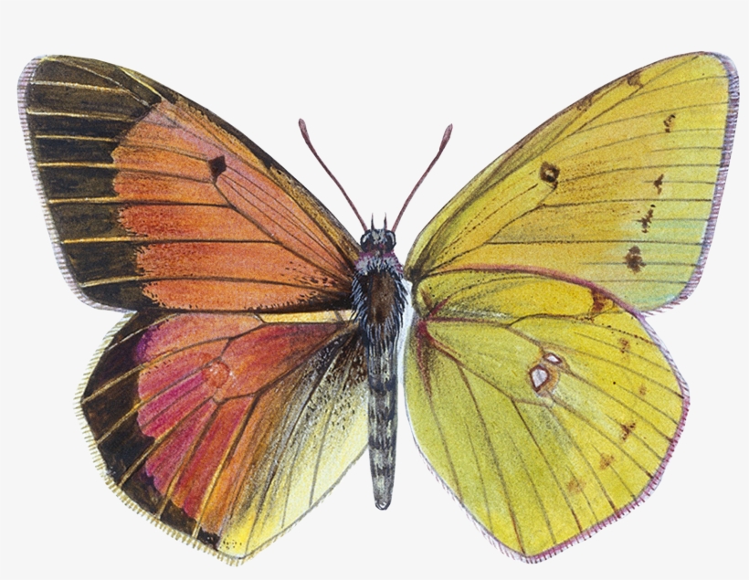 Original Drawing For A Plate In 'a Field Guide To The - Lycaenid, transparent png download