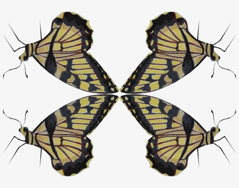Swallowtail Butterfly, transparent png download