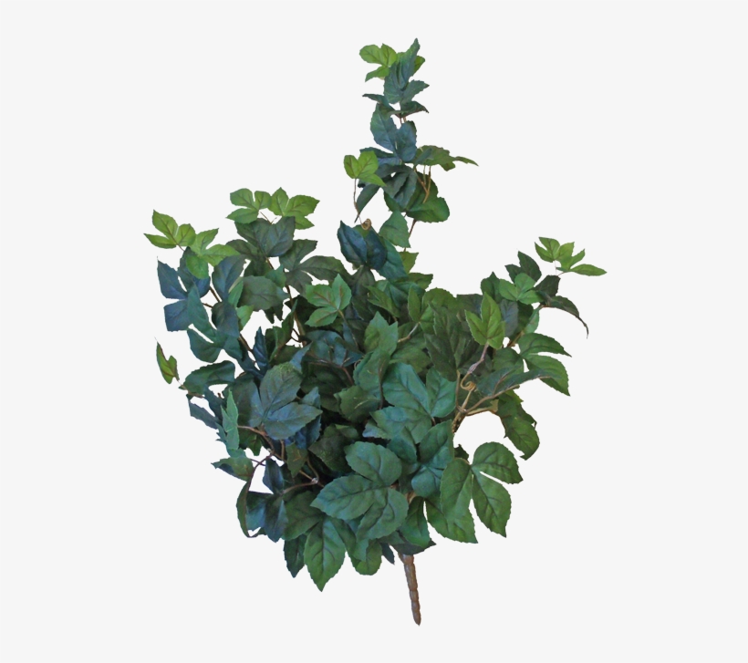 28” Soft Touch Maple Hanging Bush - Houseplant, transparent png download