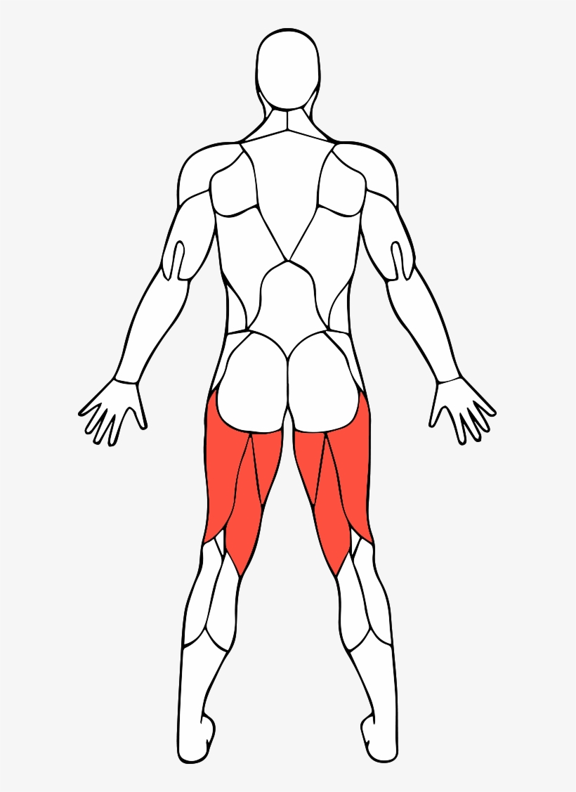 Hamstringsv2 - Line Art, transparent png download