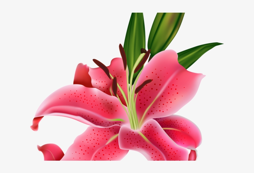 Water Lily Clipart Easter Lily - Lily Flower, transparent png download