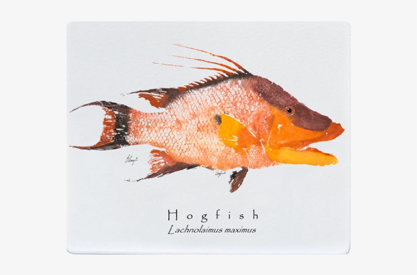 Realfish Gyotaku Hogfish 12x15 White Cutting Board - Rock Cod, transparent png download