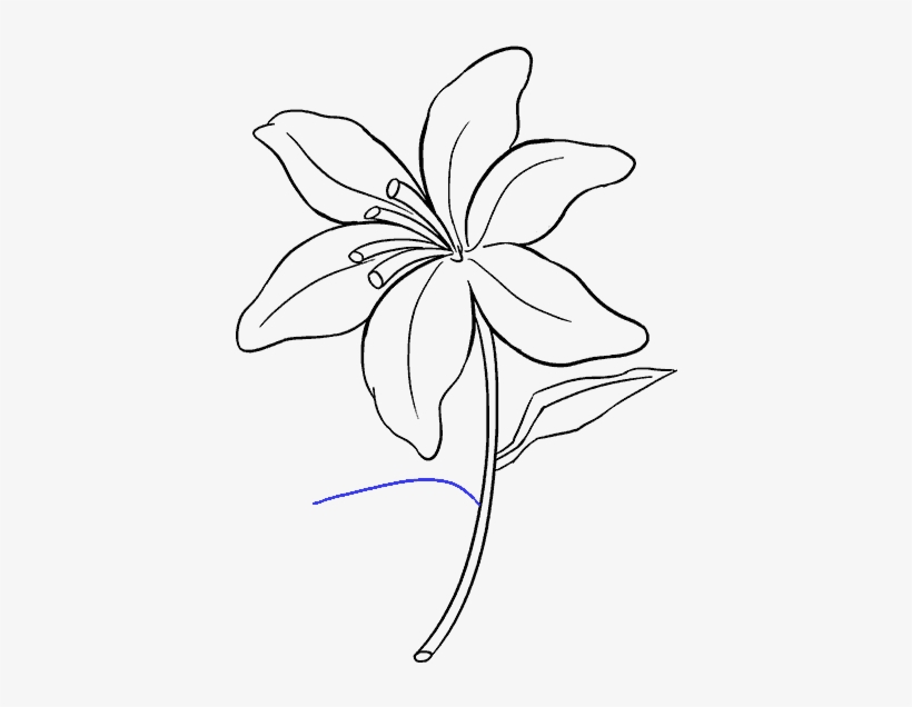 678 X 600 4 - Draw A Lily Easy, transparent png download