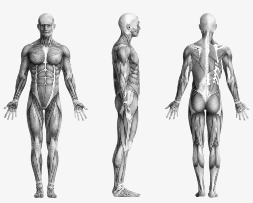 Human Muscles - Lumbo Pelvic Hip Distortion, transparent png download