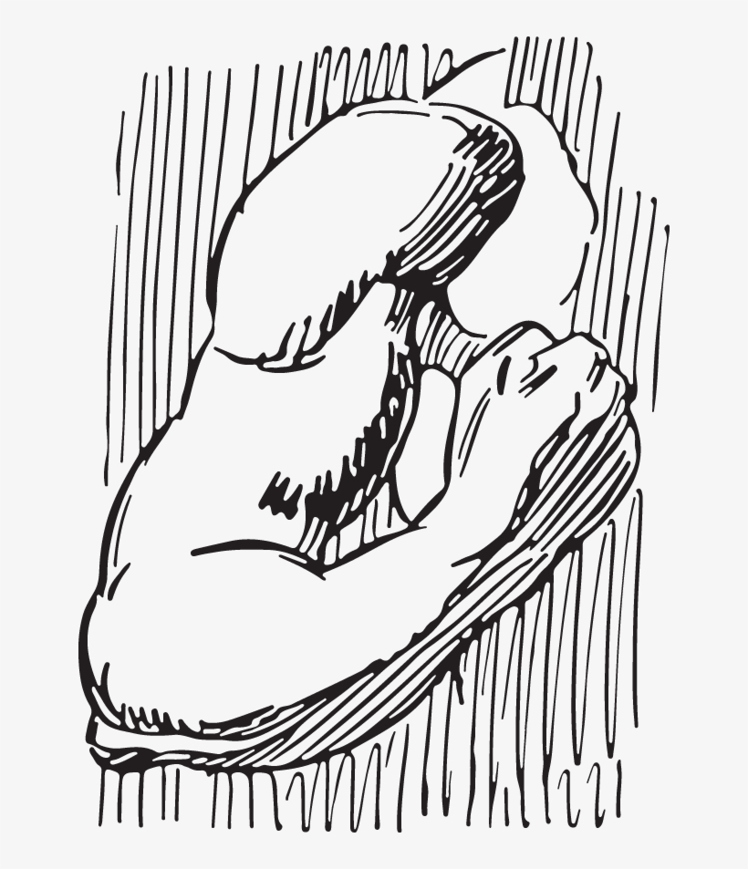 Line Art, transparent png download