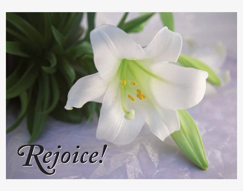 Happy Easter And Have A Wonderful Spring Break - Lily, transparent png download