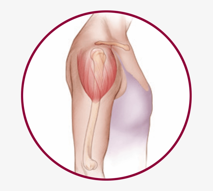 Your Upper Arm - Illustration, transparent png download