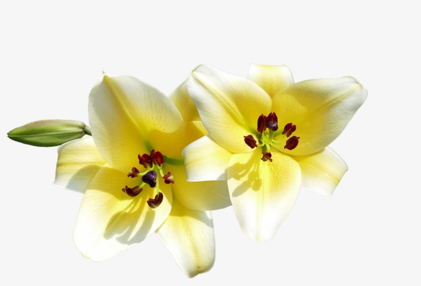 Isolated, Cut Out, Lilies, Lilies Flowers, Flowers - Transparent Png Canh Hoa Cac Loai Dep, transparent png download