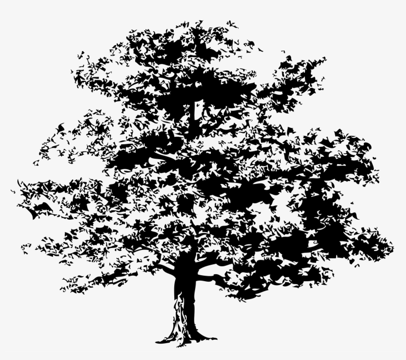 Source - - Oak Tree, transparent png download
