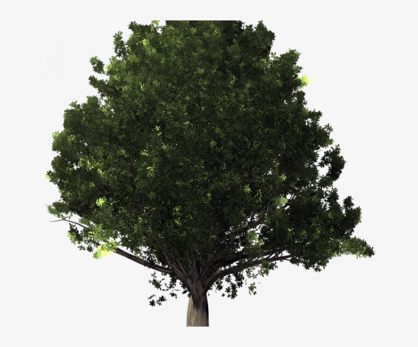 Oak Tree Pictures Free Oak Tree Free Image On Pixabay - White Oak Tree Transparent Background, transparent png download