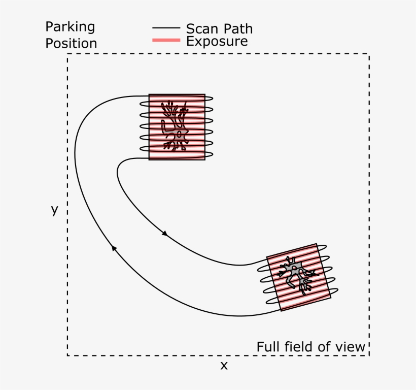 Limiting Tissue Exposure - Diagram, transparent png download