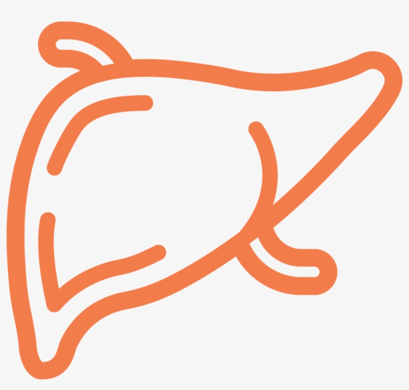 Liver Ecm Cell Culture Substrates - Calligraphy, transparent png download