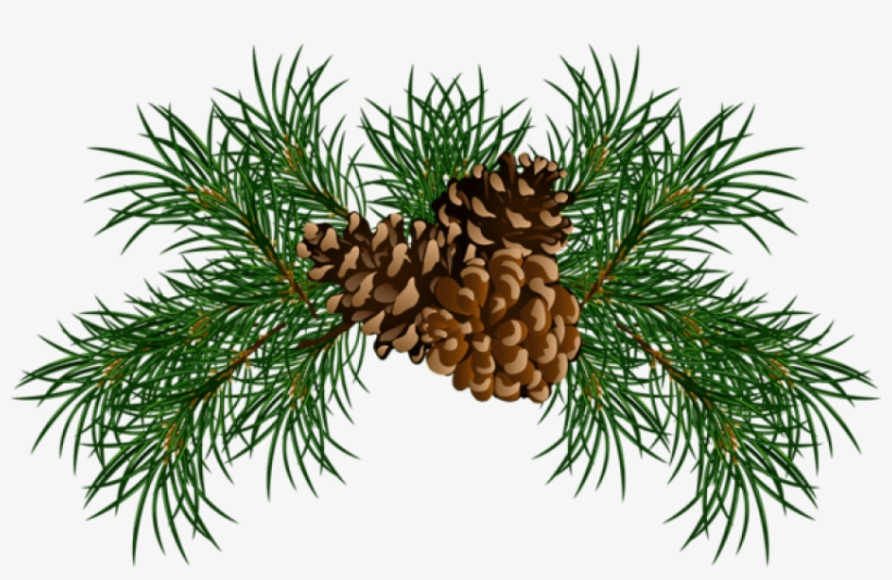 Free Png Pine Branches With Pine Cones Png Christmas Pine Cone Png
