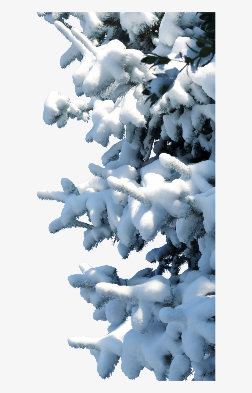 Snow, transparent png download