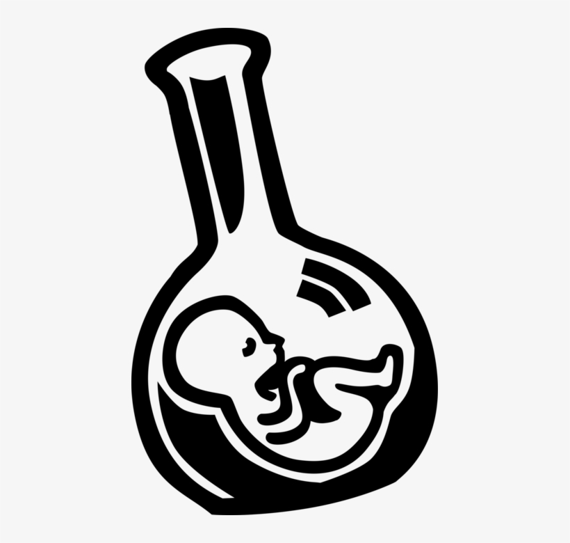 Vector Illustration Of Fetus Prenatal Human Between, transparent png download