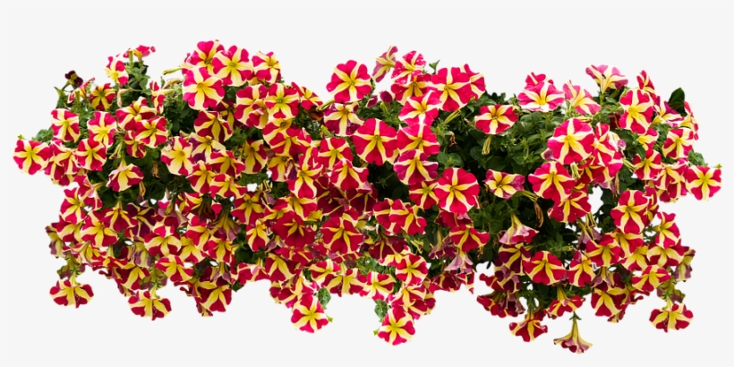Balcony Flowers - American Flowers Image Png, transparent png download