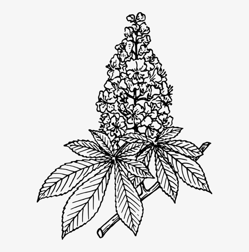 European Horse-chestnut Sweet Chestnut Leaf Ohio Buckeye - Horse Chestnut Blossom Drawing, transparent png download