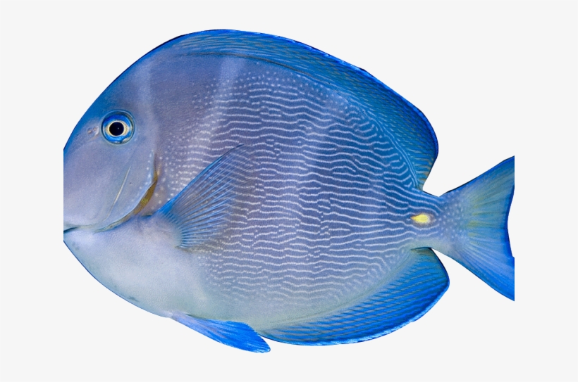 Tropical Fish Clipart Objects - Acanthurus Coeruleus, transparent png download