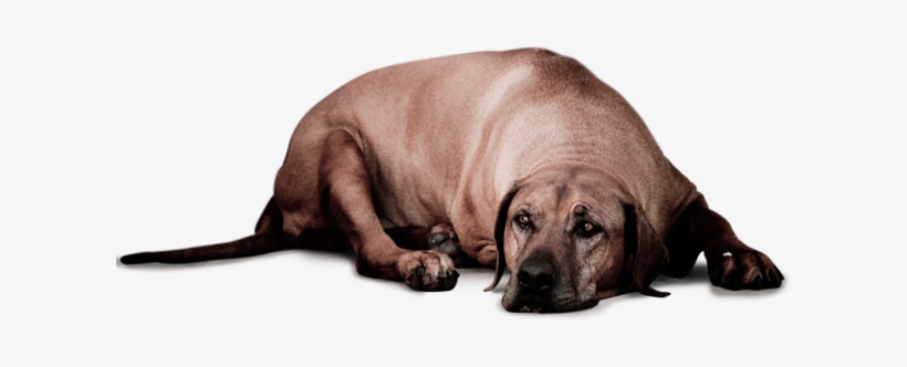 Saddog2, transparent png download