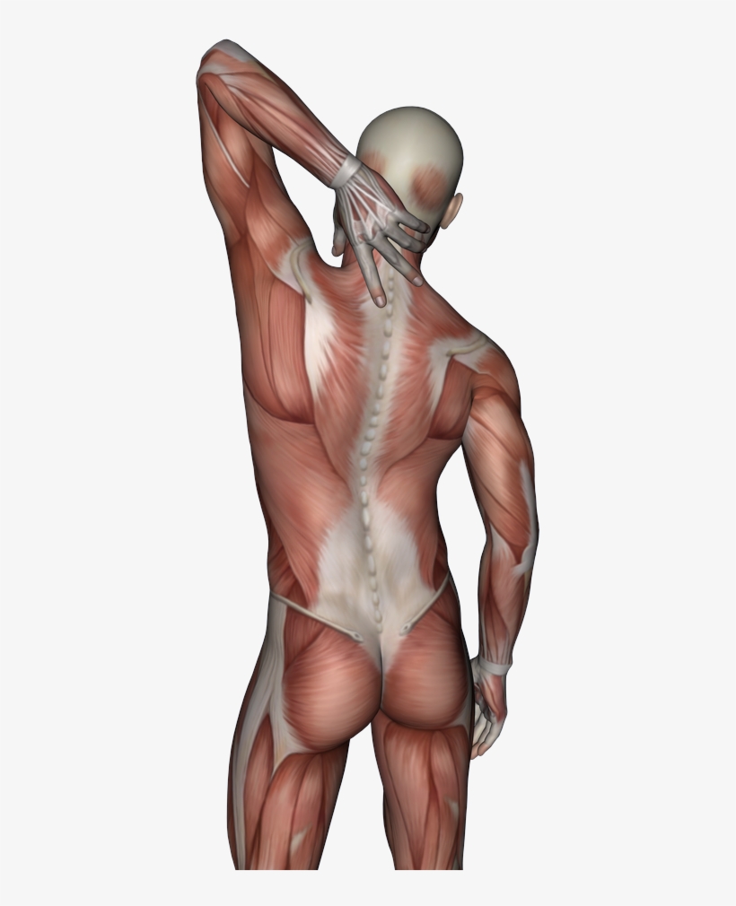 Neck Pain - Illustration, transparent png download