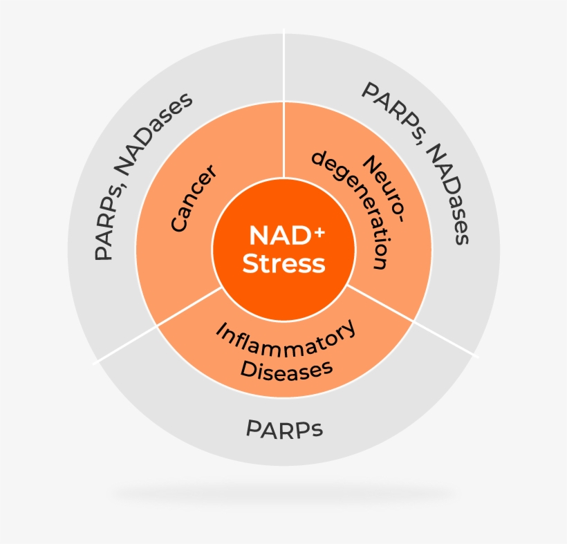 These Targets Enable Ribon To Build A Portfolio Of - Circle, transparent png download
