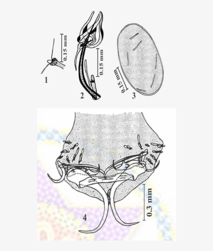 Indicus Present Worm - Illustration, transparent png download