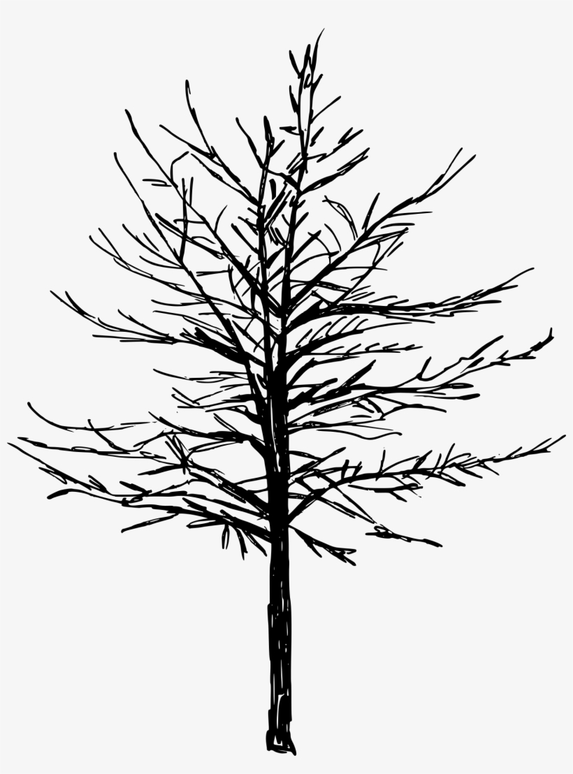 Free Download - Red Pine, transparent png download