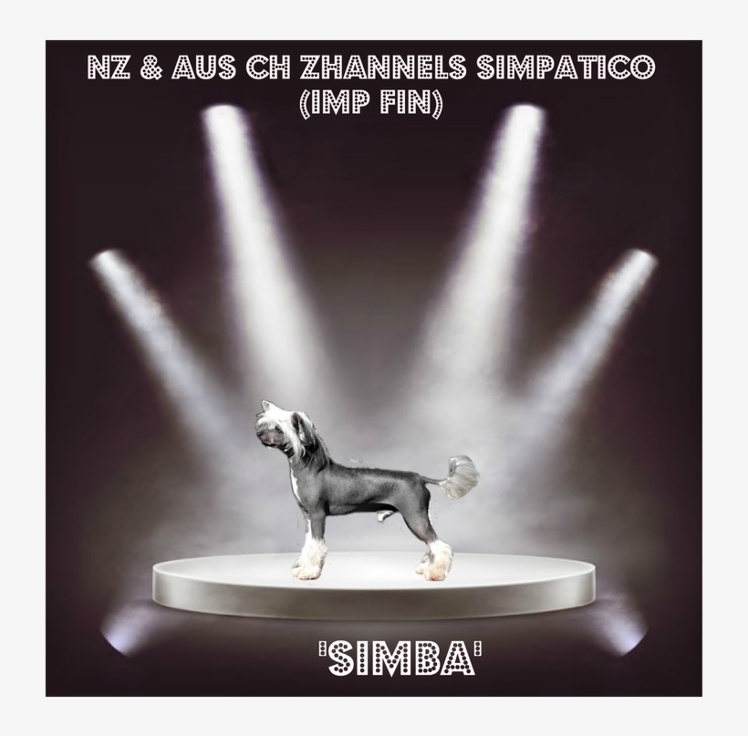 Simba Is Another One Of Our Sweetest Happiest Little - Companion Dog, transparent png download