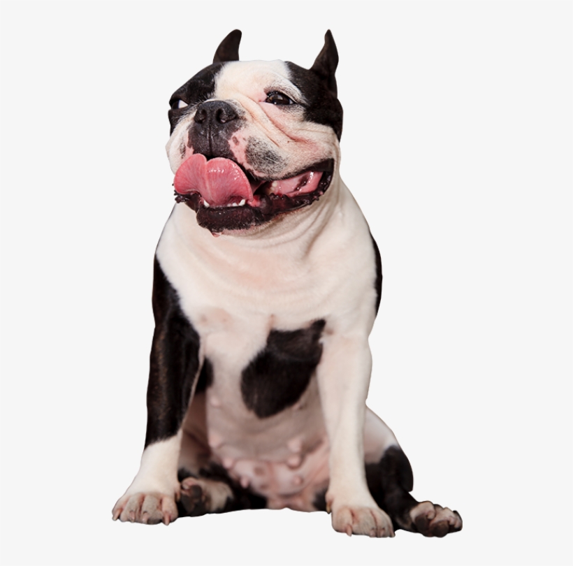 Pit Bull, transparent png download