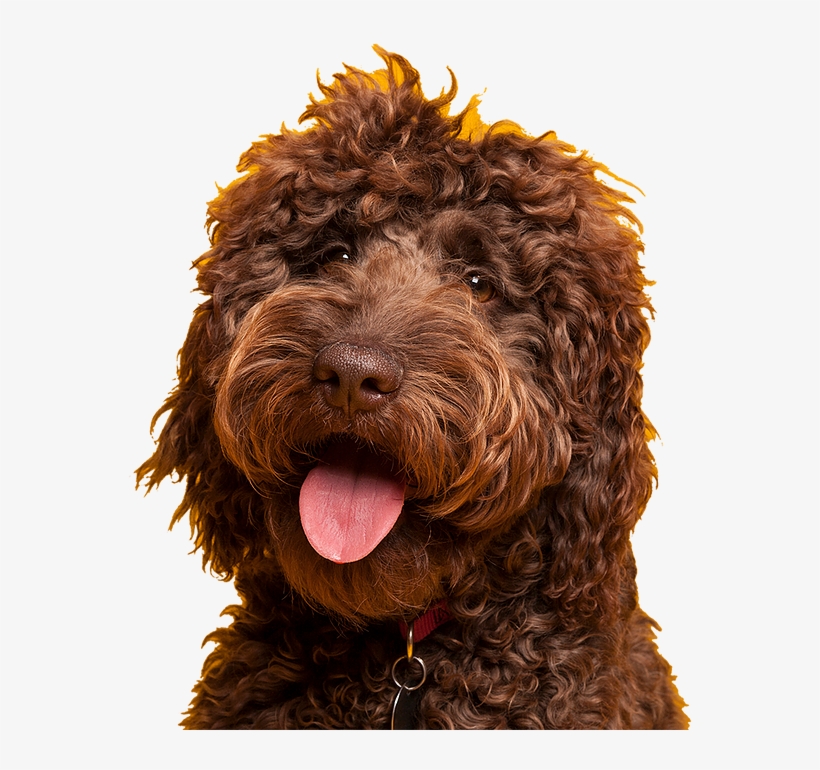 Happytails-dog - Barbet, transparent png download