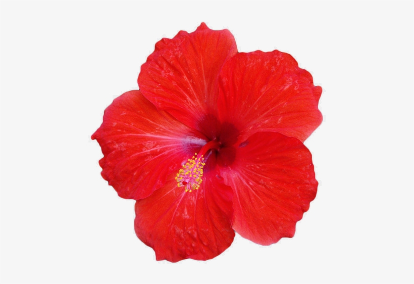 650 X 489 8 Red Hibiscus Flower Png Transparent Png 650x489 Free Download On Nicepng