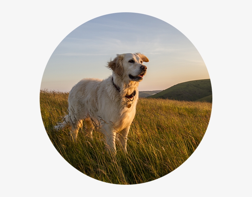 Happy Dog - Dog, transparent png download