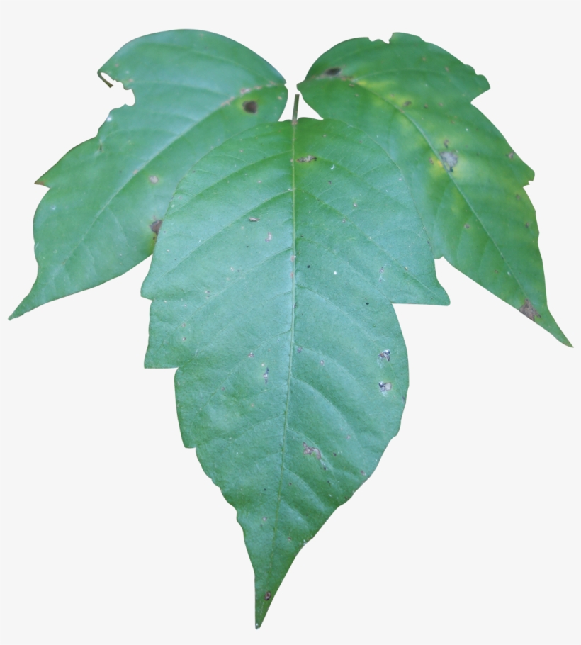 Compound - Maple Leaf, transparent png download
