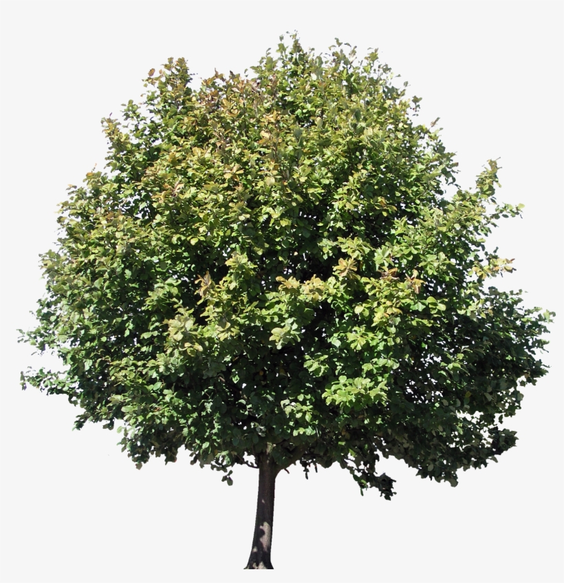 Descargar Árboles Png Gratis - Mango Tree With Fruits, transparent png download