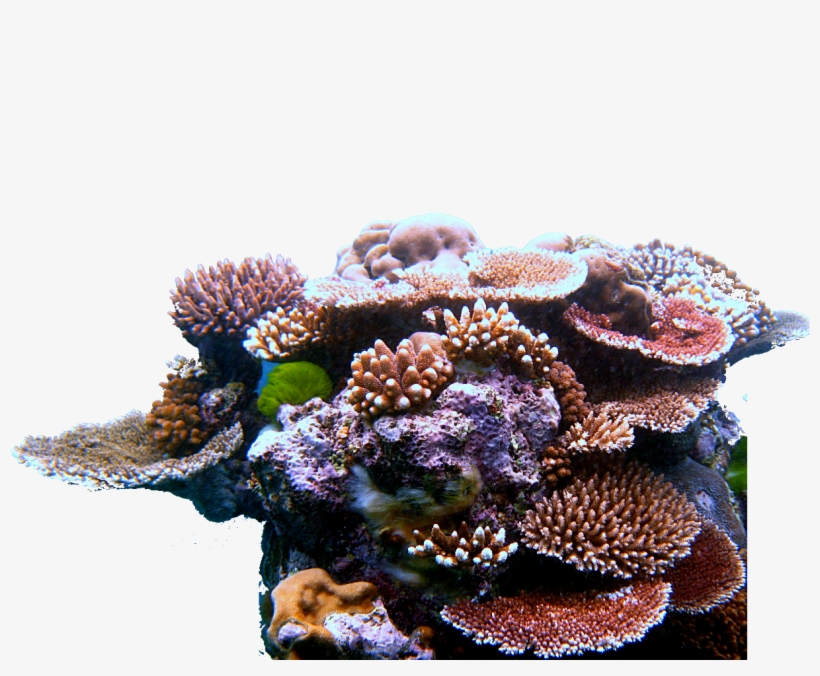 The Downfall In Economy - Coral Reef Coral Triangle, transparent png download