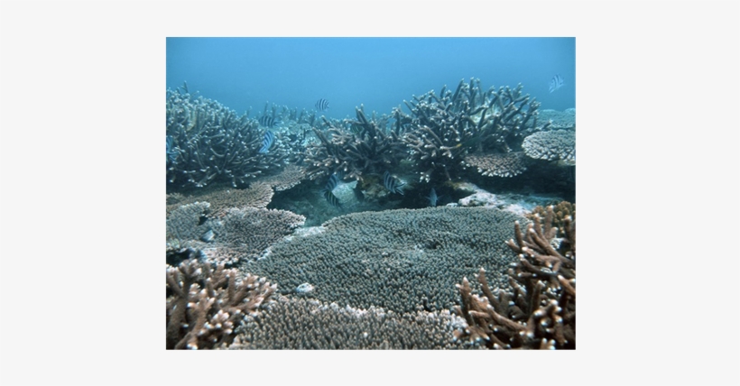 (b) - Underwater, transparent png download