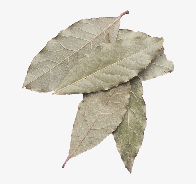 Baybay - Swamp Maple, transparent png download