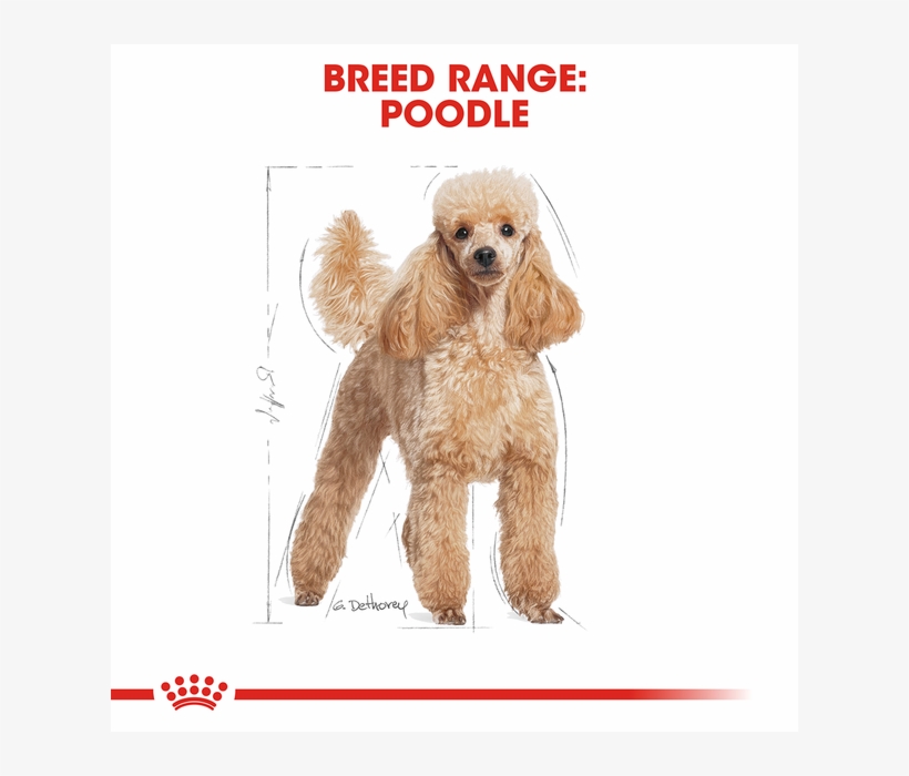 Royal Canin Wet Food Adult Poodle - Royal Canin Mini Adult 10kg, transparent png download