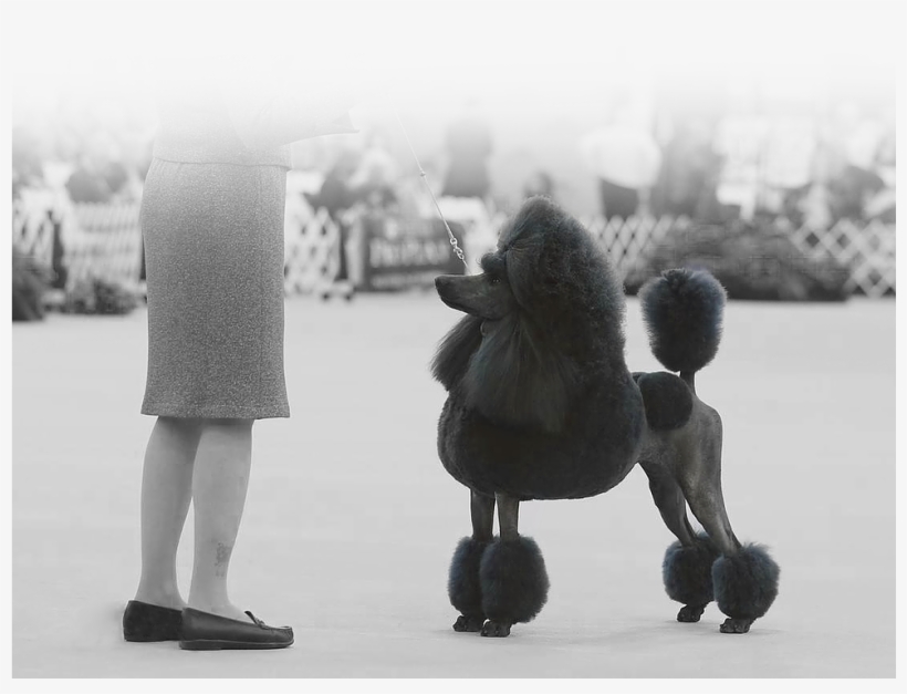 Welcome To - Miniature Poodle, transparent png download