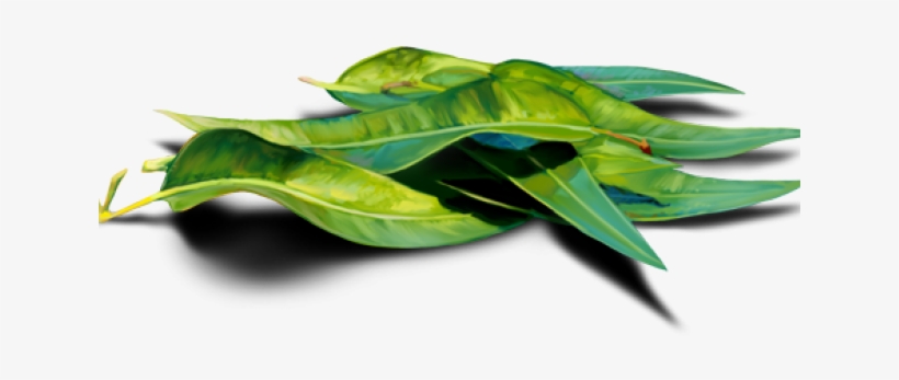 Eucalyptus Clipart Transparent - Herbaceous Plant, transparent png download