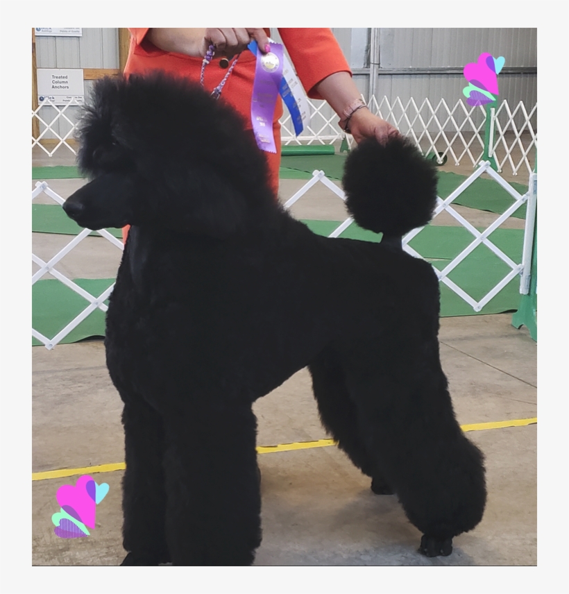 Standard Poodle, transparent png download