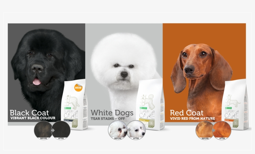 The New Superior Care Standard For White Dogs, Red - Companion Dog, transparent png download