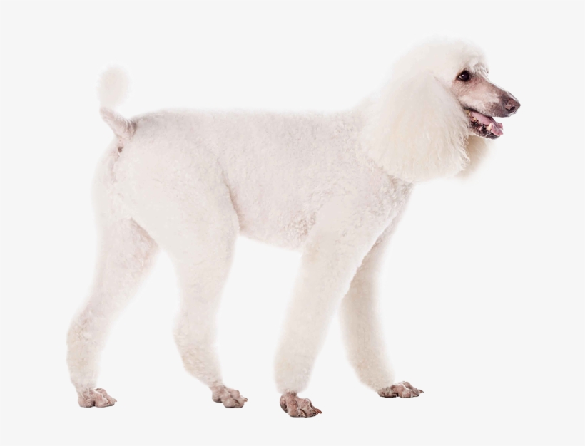 adanac poodles