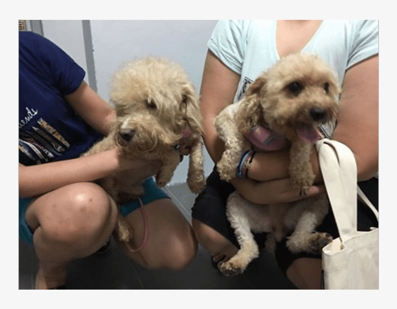 Labradoodle, transparent png download